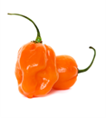 Orange Habanero Peppers