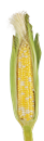 Fresh Sweet Corn