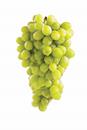Pristine Green Grapes