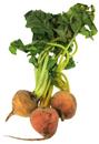 Organic Gold Beets