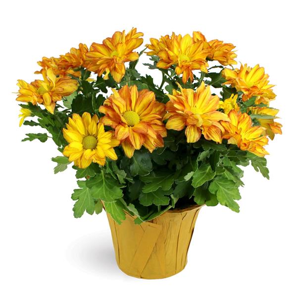 Pelee Mum HyVee Aisles Online Grocery Shopping