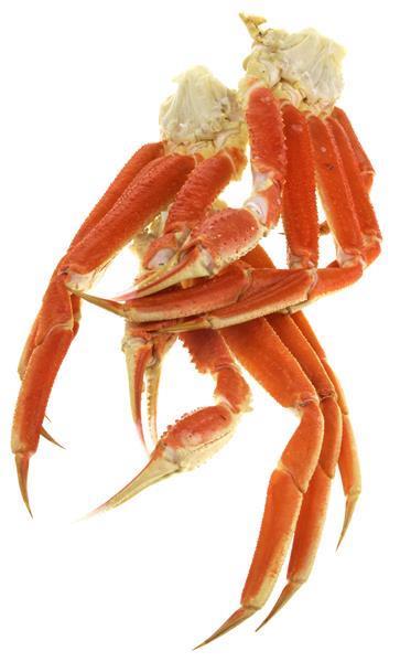 Live Snow Crab stock photo. Image of weathered, shellfish - 223301636