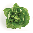 Organic Romaine Lettuce