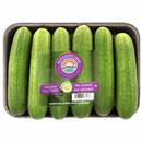 Sunset Mini-Cucumbers