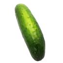 Cucumber