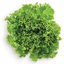 Green Leaf Lettuce